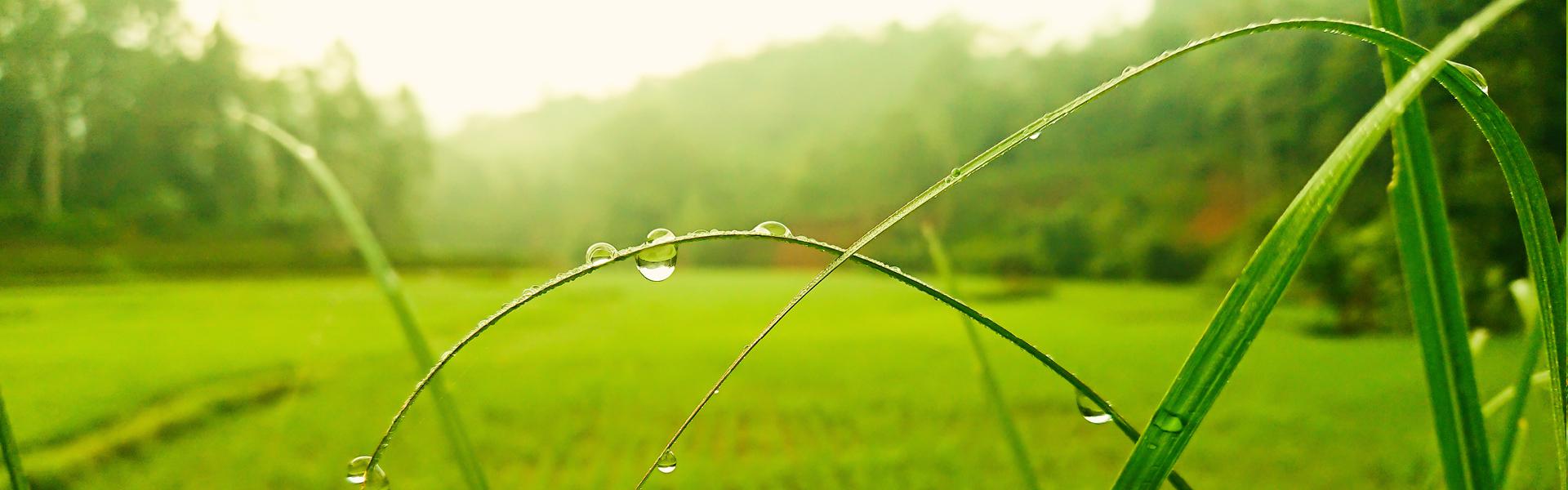 Image of Grass and Water drops