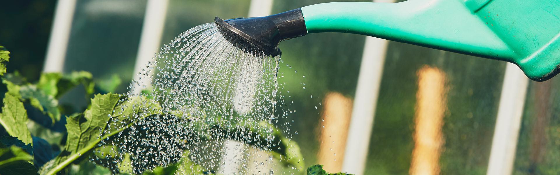 Image of Watering Can