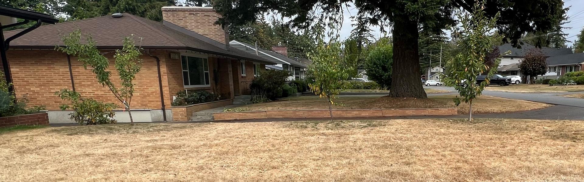 side view of lawn with gold grass