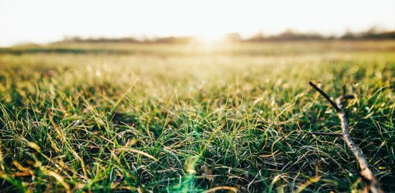 Close-up of green grass field with a stick, under a bright sunlit sky.